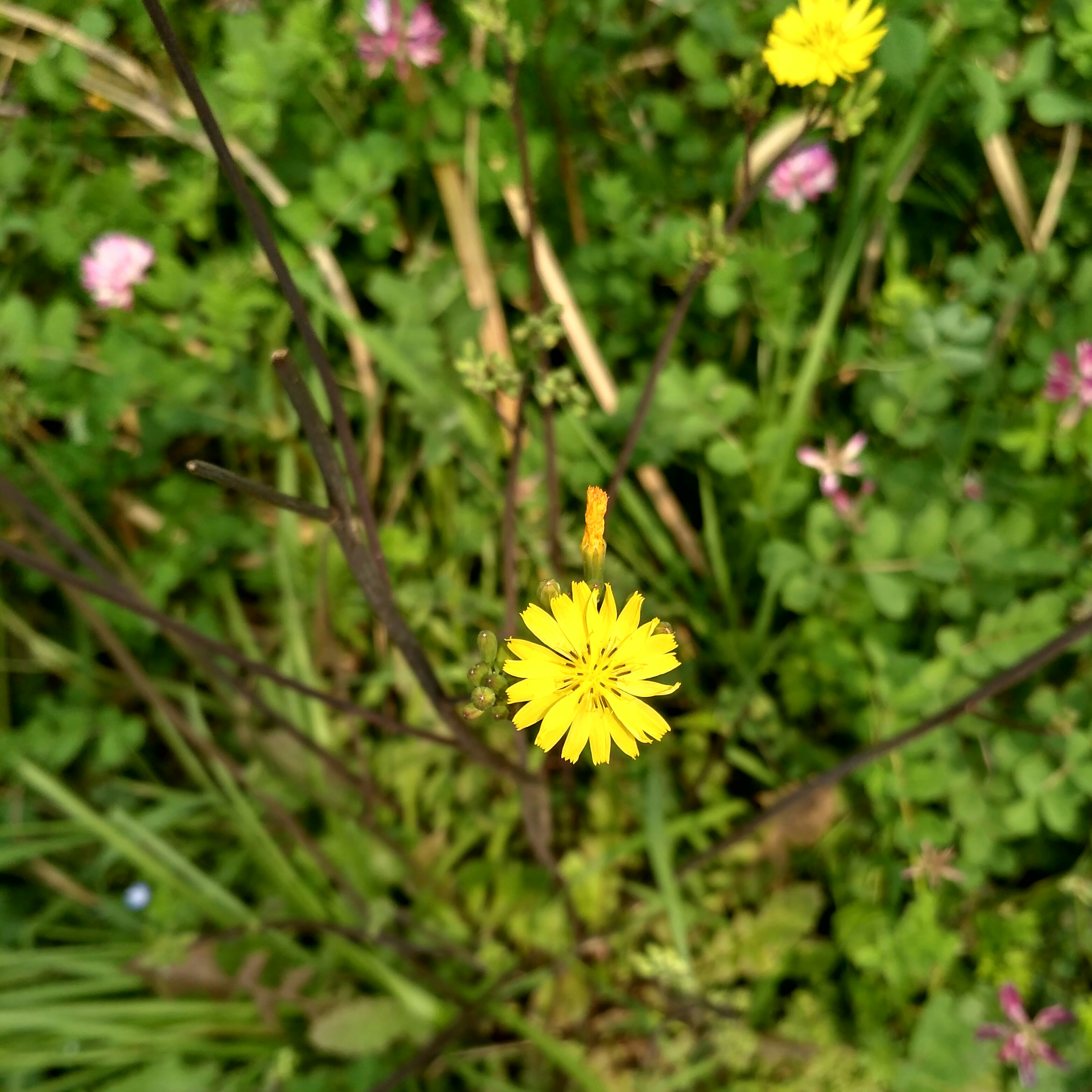 热爱生活·热爱音乐的钢琴谱