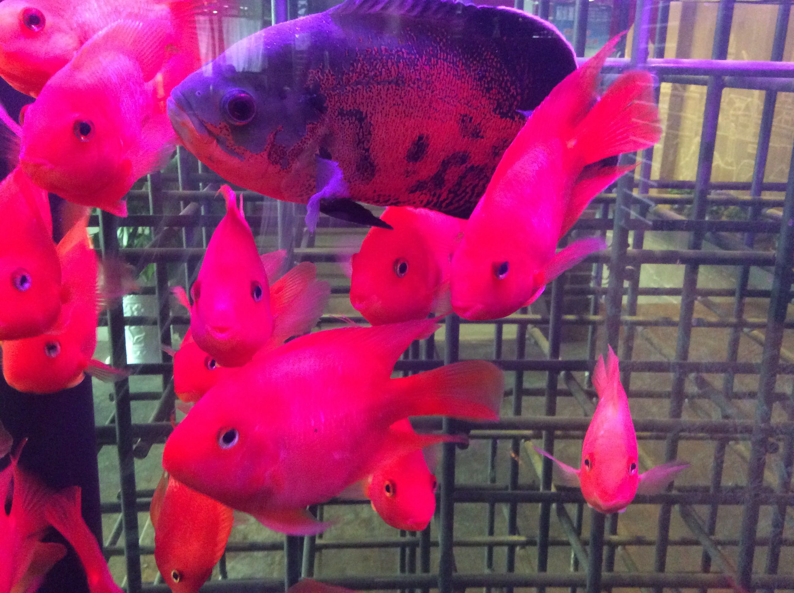 .................的钢琴谱