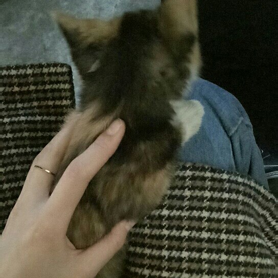 Rilaar .L的钢琴谱