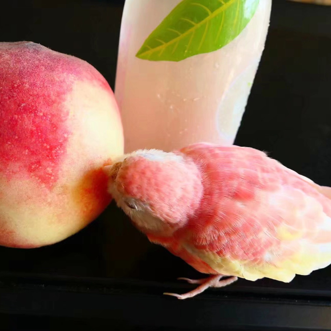 桃子精的钢琴谱