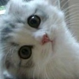 赵云的爸爸的钢琴谱