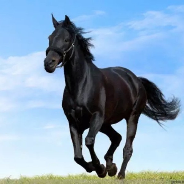 130****9638的钢琴谱