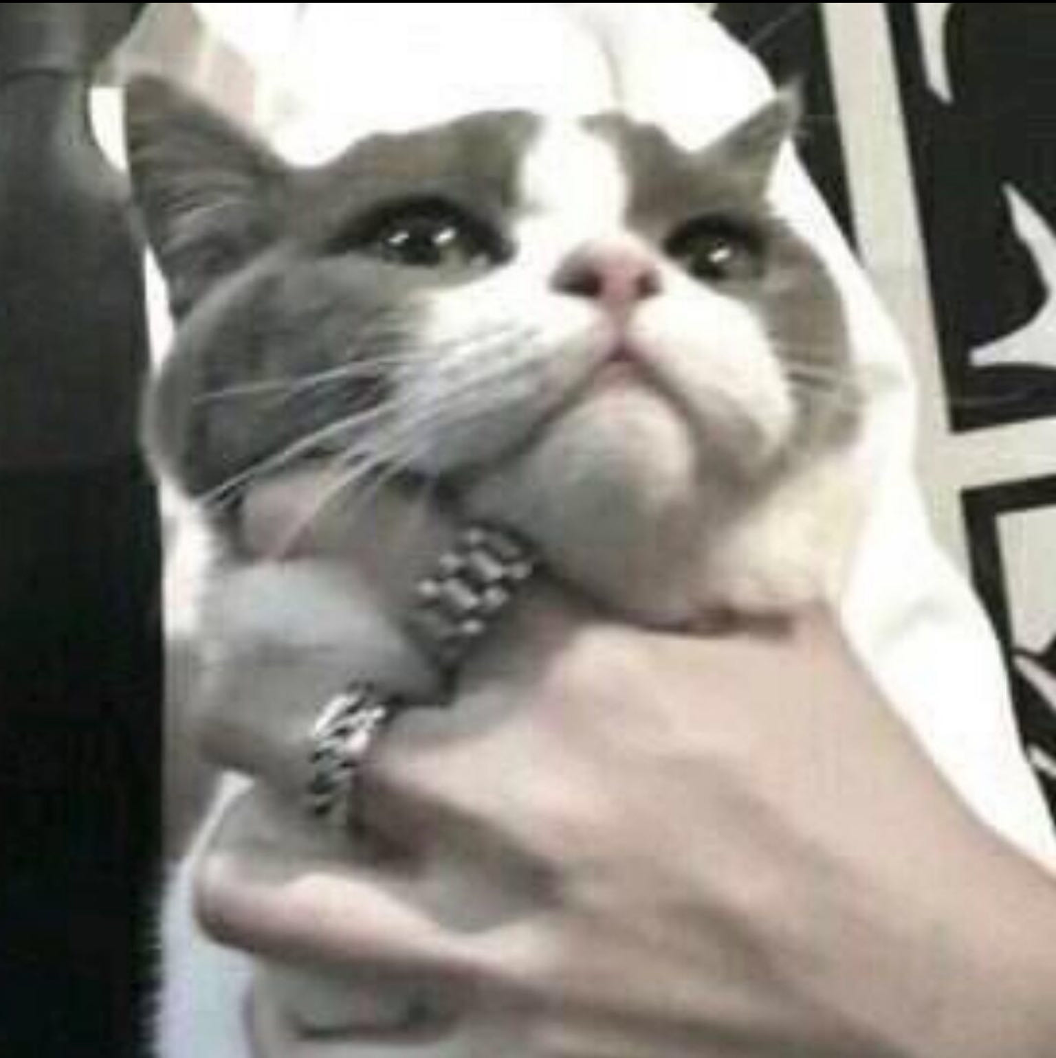 Lisa.猪猪的钢琴谱