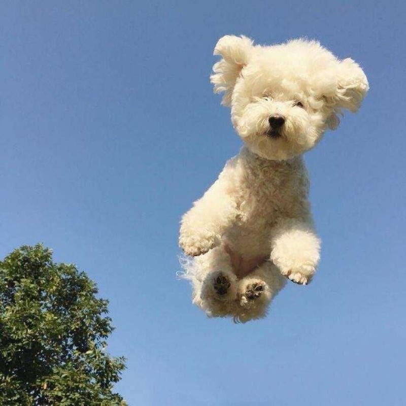 小猫的巡警先生的钢琴谱