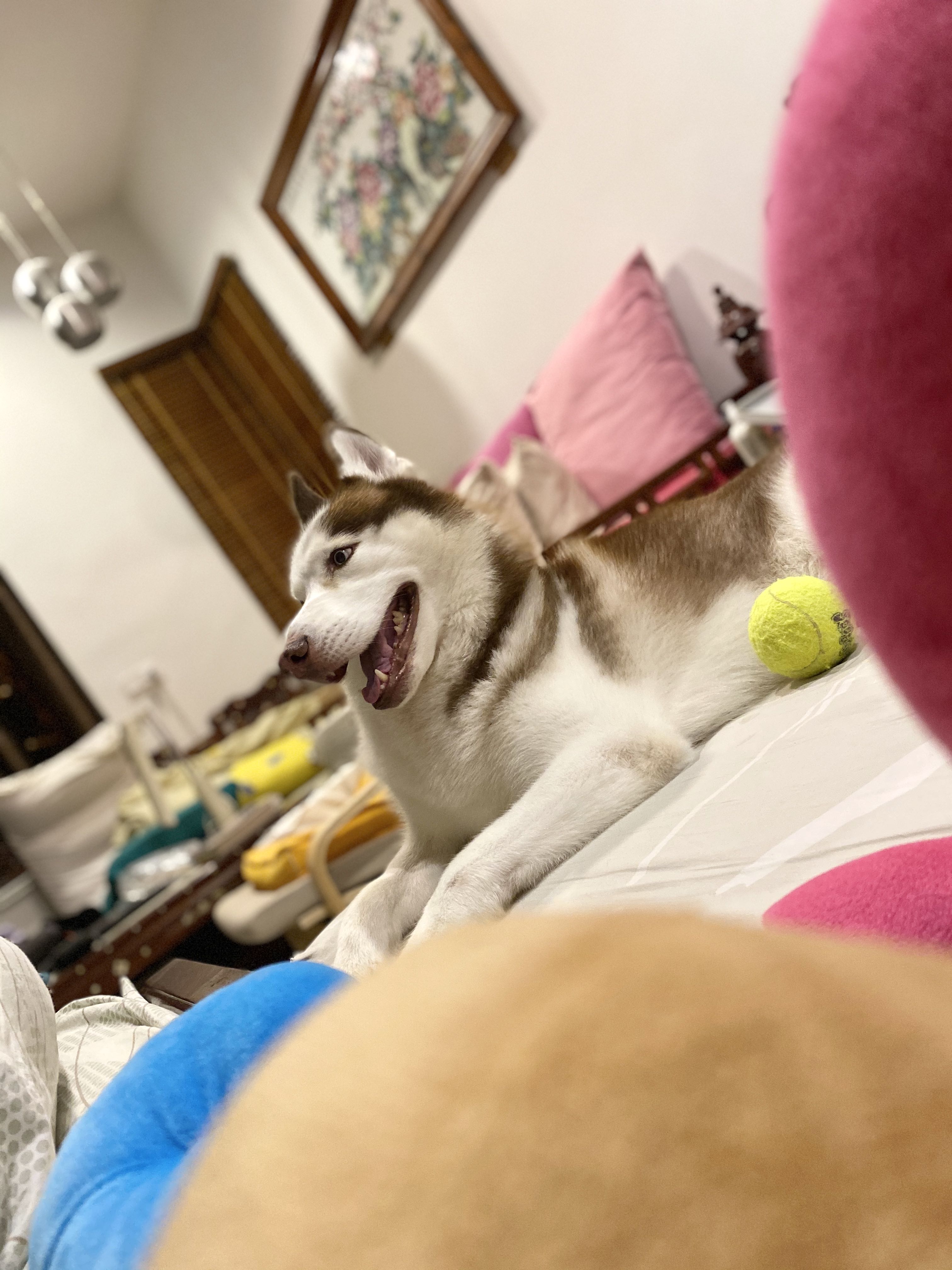 zoleanne的钢琴谱