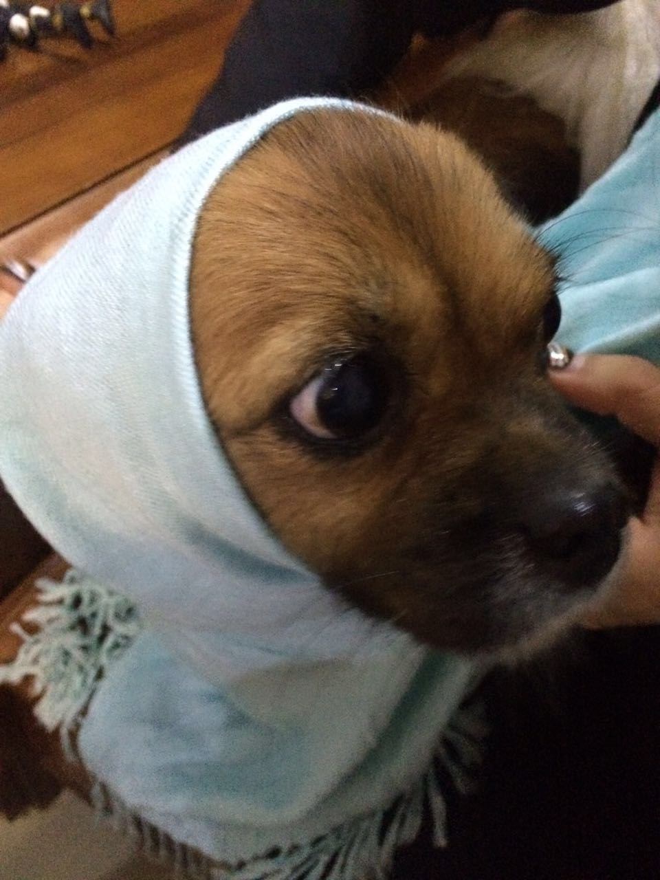 、DodO💫的钢琴谱