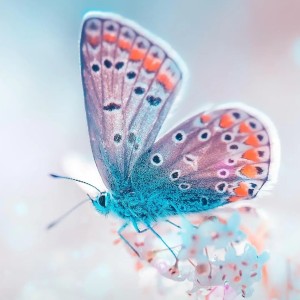水瓶座流星雨  她妹妹的钢琴谱