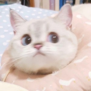 苏苏福福的钢琴谱