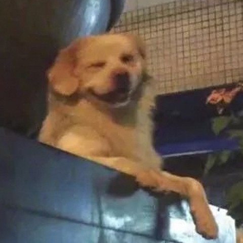 Dazzling的钢琴谱