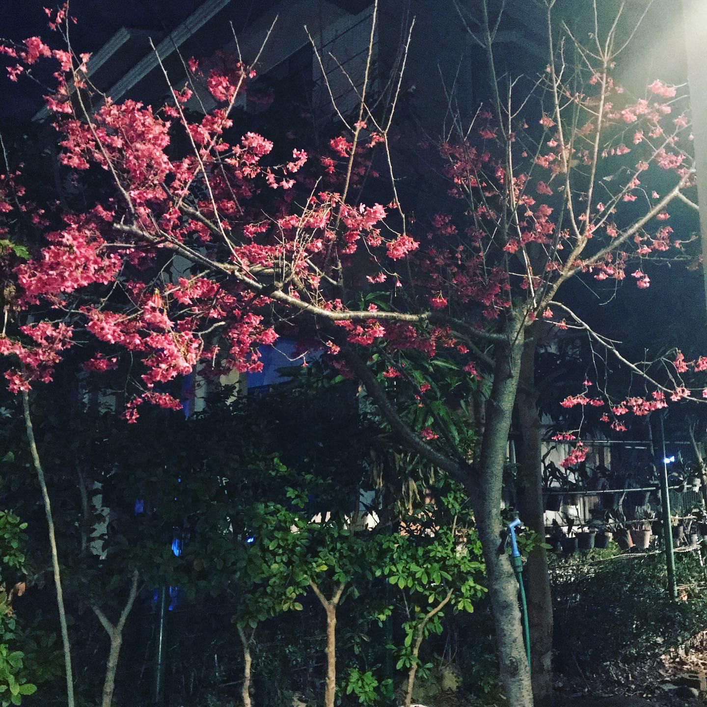 浩的钢琴谱
