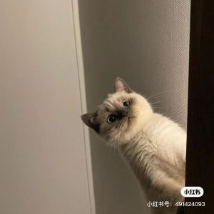 Miss.艾斯的钢琴谱