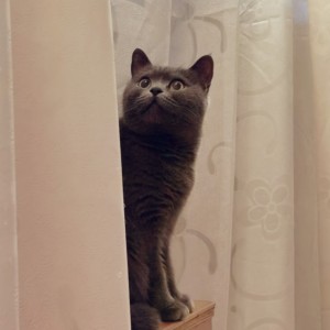 星河里的喵哐叽的钢琴谱