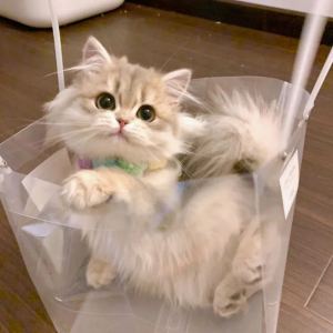 对小乌龟心动的钢琴谱
