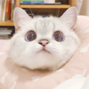 冷月默染