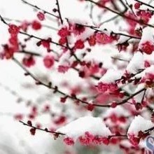 人外有人的钢琴谱