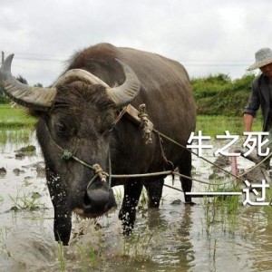 胡杨圣泽的钢琴谱