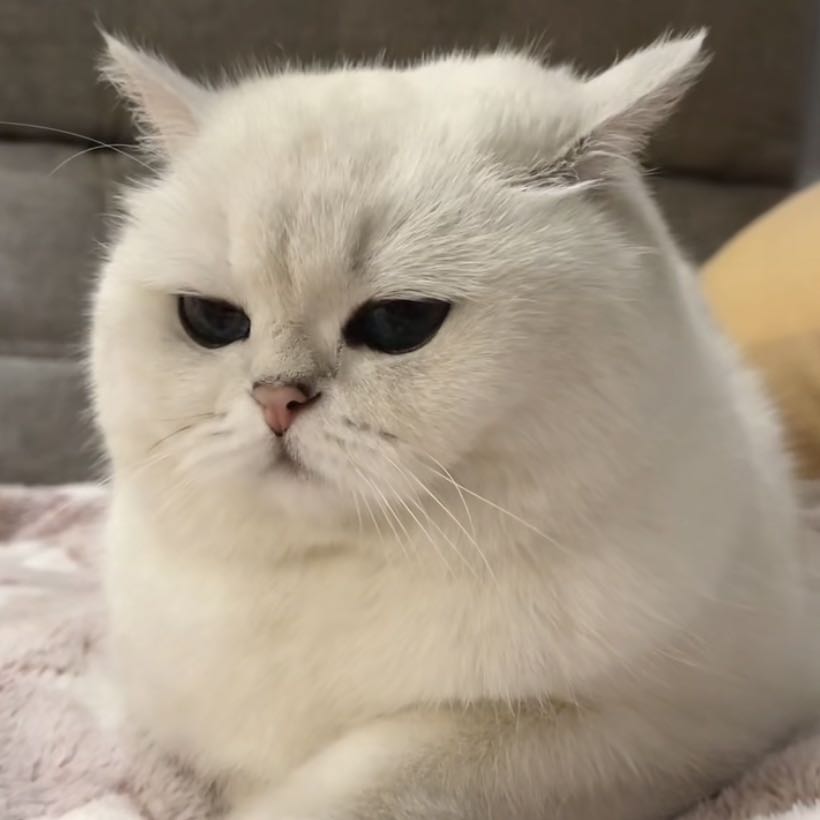 TimothyCat的钢琴谱