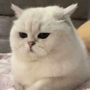TimothyCat的钢琴谱