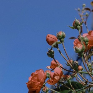 188****7017的钢琴谱