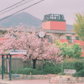 Sakura--cmj草莓酱钢琴谱