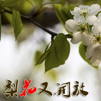 梨花又开放