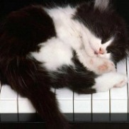 钢琴上的猫的钢琴谱