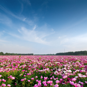 花海 C调简易版