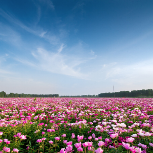 花海 简易版钢琴谱