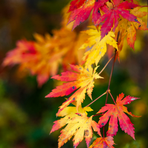 秋叶（Autumn Leaves）钢琴谱