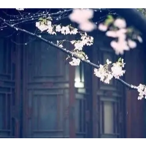 花开花落人如旧-旧是旧人-演奏钢琴谱